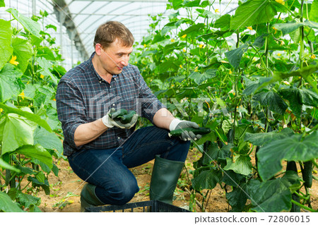 Man harvesting cucumbers 72806015