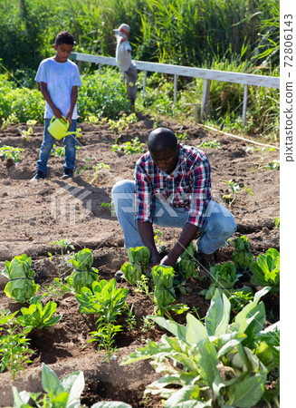 Friendly family works on garden beds 72806143