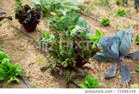 Drip irrigation system 72806148