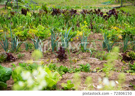 Mangold, garlic, lettuce and other plants growing in the garden Mangold, garlic, lettuce and other plants growing in the garden 72806150