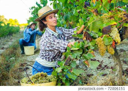 Female farmer picking harvest of green grapes in vineyard Female farmer picking harvest of green grapes in vineyard 72806151