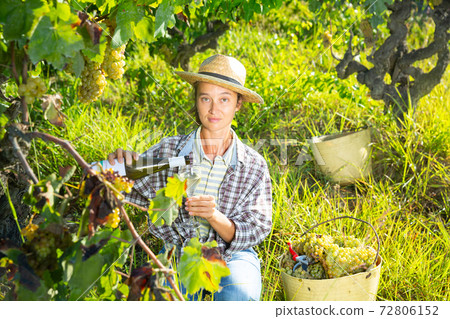 Smiling woman winegrower tasting wine in vineyard Smiling woman winegrower tasting wine in vineyard 72806152