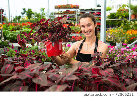 Woman showing iresine plants while gardening in greenhouse Woman showing iresine plants while gardening in greenhouse 72806231