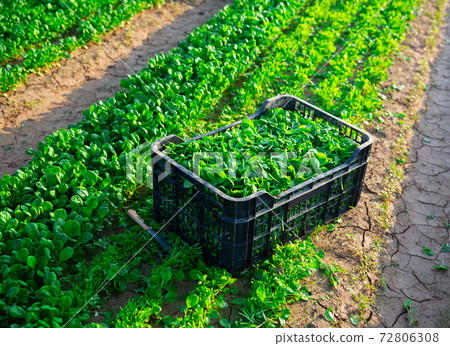 Box of harvested green corn salad on plantation Box of harvested green corn salad on plantation 72806308