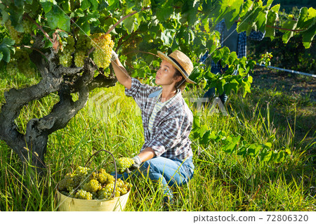 Woman harvesting ripe grapes at vineyard 72806320