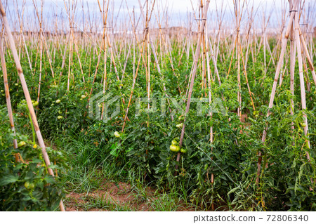 Green tomatoes ripening on supporting stakes on field Green tomatoes ripening on supporting stakes on field 72806340