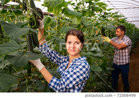 Cheerful woman farmer harvesting cucumbers in greenhouse Cheerful woman farmer harvesting cucumbers in greenhouse 72806499