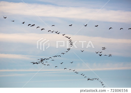Large flock of cranes flying in sky Large flock of cranes flying in sky 72806556