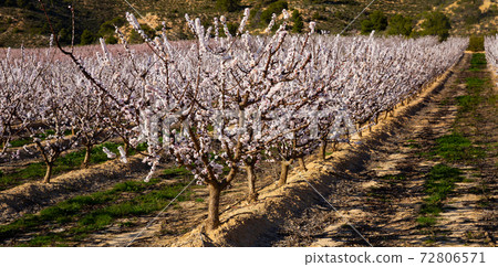 Apricot trees in bloom Apricot trees in bloom 72806571