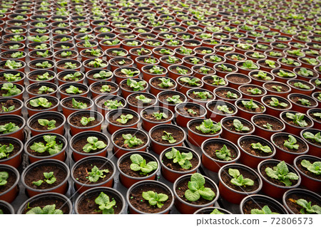 Growing mint flowers in pots in orangery Growing mint flowers in pots in orangery 72806573