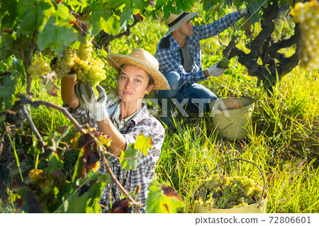 Female farm worker harvesting ripe grapes at vineyard 72806601