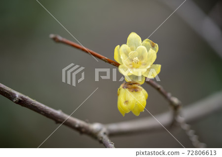 慌張 慌張 72806613