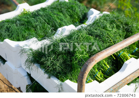 Freshly harvested dill in boxes on farm field Freshly harvested dill in boxes on farm field 72806743