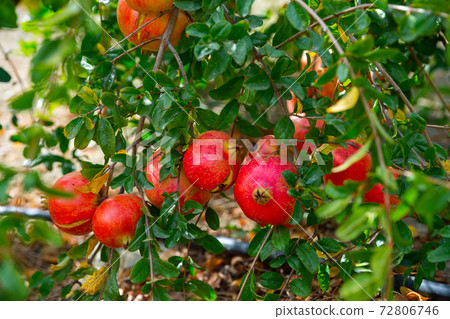 Ripe pomegranates hanging on tree branches in orchard Ripe pomegranates hanging on tree branches in orchard 72806746
