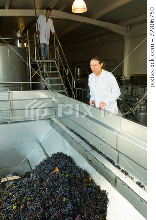 Female controlling crushing of grapes Female controlling crushing of grapes 72806750