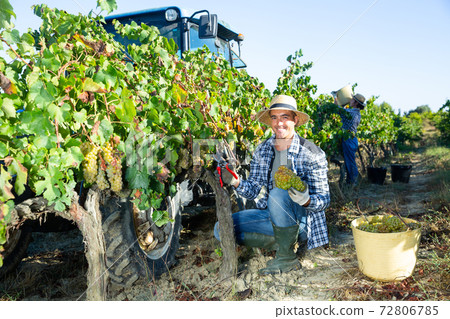 Young man winemaker picking harvest of grapes in vineyard at fields Young man winemaker picking harvest of grapes in vineyard at fields 72806785