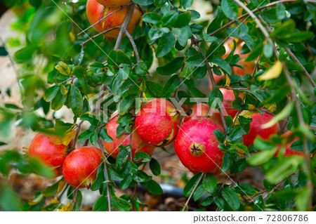 Ripe pomegranates hanging on tree branches in orchard Ripe pomegranates hanging on tree branches in orchard 72806786