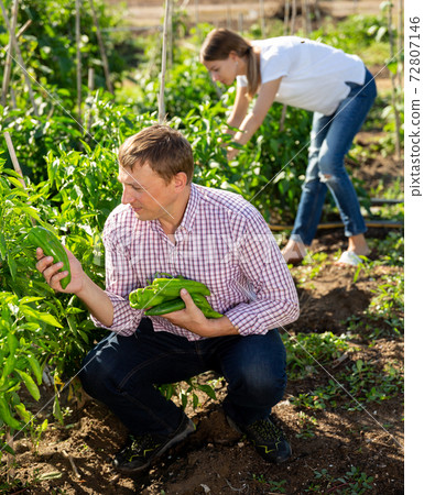 Man horticulturist picking harvest of peppers in garden 72807146