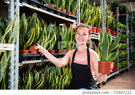 Florist demonstrating sansevieria laurenti plants 72807222