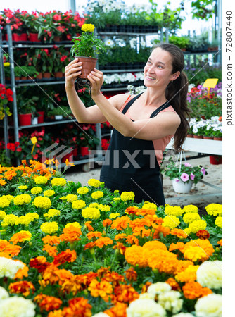 Female florist checking potted flowers French marigold 72807440
