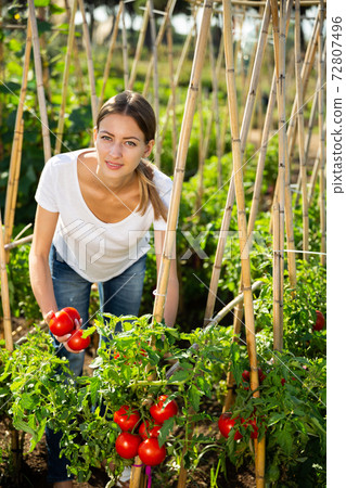Young woman gardener picking harvest of fresh tomatoes Young woman gardener picking harvest of fresh tomatoes 72807496