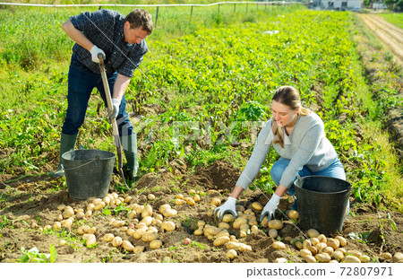 Man is dripping potatoes by shovel, woman picking harvest Man is dripping potatoes by shovel, woman picking harvest 72807971