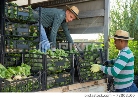 Men loading harvested bok choy in truck Men loading harvested bok choy in truck 72808100
