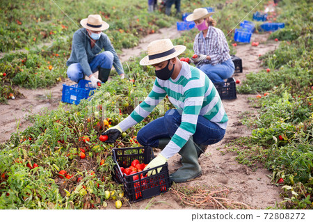 Farmers in masks picking tomatoes after storm Farmers in masks picking tomatoes after storm 72808272