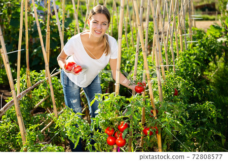 Young woman gardener picking harvest of fresh tomatoes 72808577