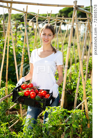 Young woman holding basket with harvest of tomatoes and peppers Young woman holding basket with harvest of tomatoes and peppers 72808578