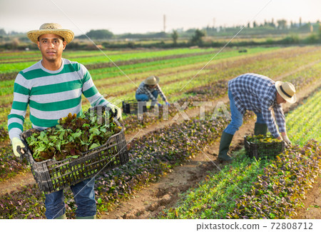 Focused male farmer picking red leaf mustard 72808712
