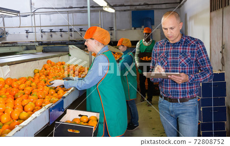 Serious owner of fruit warehouse checking work of female employees engaged in tangerines sorting Serious owner of fruit warehouse checking work of female employees engaged in tangerines sorting 72808752