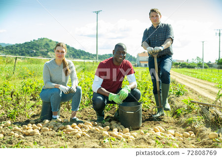 Gardeners during harvesting of potatoes outdoor Gardeners during harvesting of potatoes outdoor 72808769