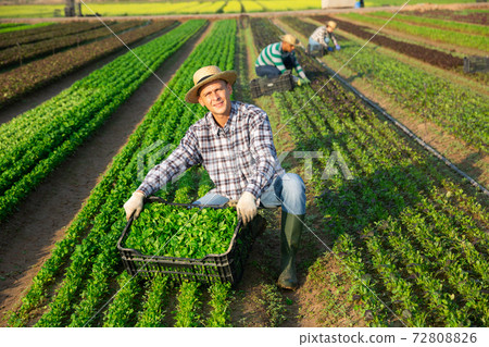 Male farmer harvesting corn salad on farm Male farmer harvesting corn salad on farm 72808826