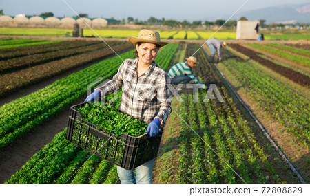 Successful female horticulturist with harvested corn salad on plantation 72808829