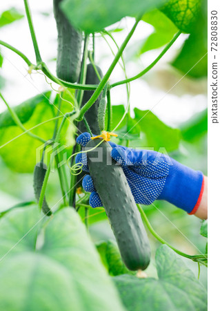 Closeup of farmers hand picking cucumbers in greenhouse Closeup of farmers hand picking cucumbers in greenhouse 72808830