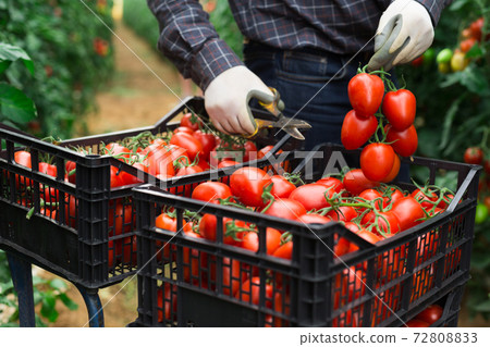 Man putting harvested tomatoes in box in garden 72808833
