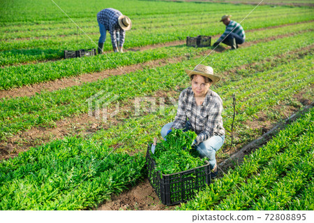 Woman horticulturist picking green arugula on field 72808895