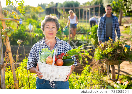 Happy elderly woman with basket of vegetables in garden Happy elderly woman with basket of vegetables in garden 72808904