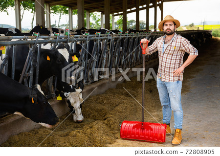 Confident young man owner of dairy farm standing in stall on background with herd of cows 72808905