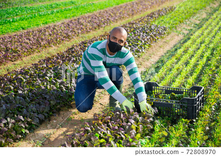 Hispanic farmer in protective mask harvesting red leaf mustard 72808970