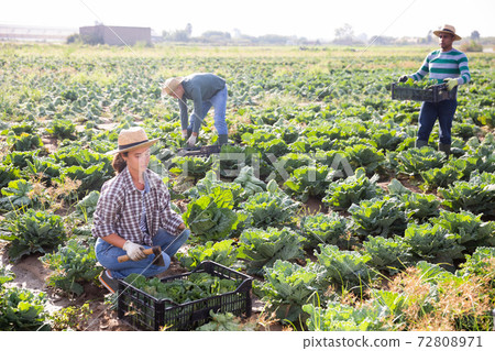 Positive woman harvesting fresh cabbage on field 72808971