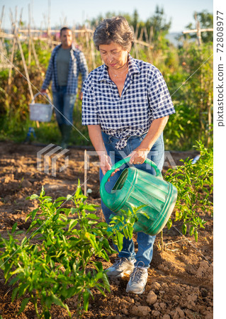 Mature woman gardener watering plants in garden Mature woman gardener watering plants in garden 72808977