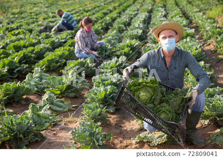 Male farmer in protective mask storing boxes with cabbage on field Male farmer in protective mask storing boxes with cabbage on field 72809041