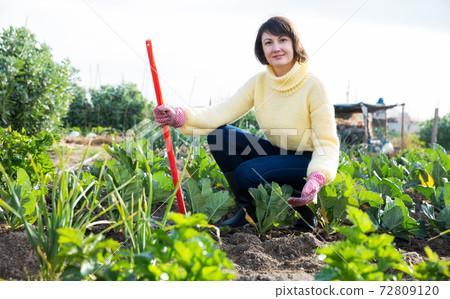 Female with hoe in the garden with cabbage and onion Female with hoe in the garden with cabbage and onion 72809120
