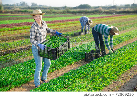 Successful female horticulturist with harvested corn salad on plantation Successful female horticulturist with harvested corn salad on plantation 72809230