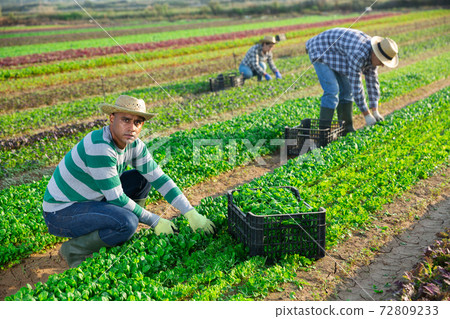 Hispanic workman picking green corn salad on farm field Hispanic workman picking green corn salad on farm field 72809233