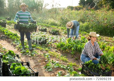 Group of farm workers harvesting bok choy on field 72809239