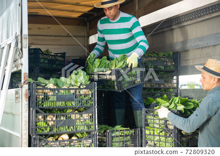 Latin american farmer loading harvested bok choy into truck Latin american farmer loading harvested bok choy into truck 72809320