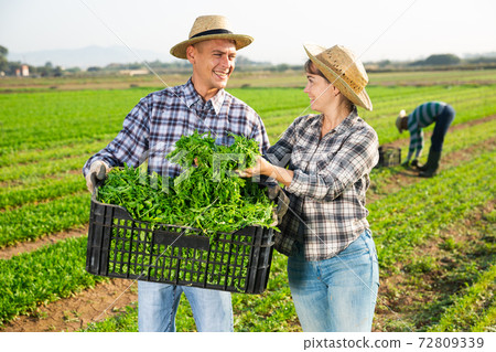 Two farmers carrying crate with picked arugula 72809339